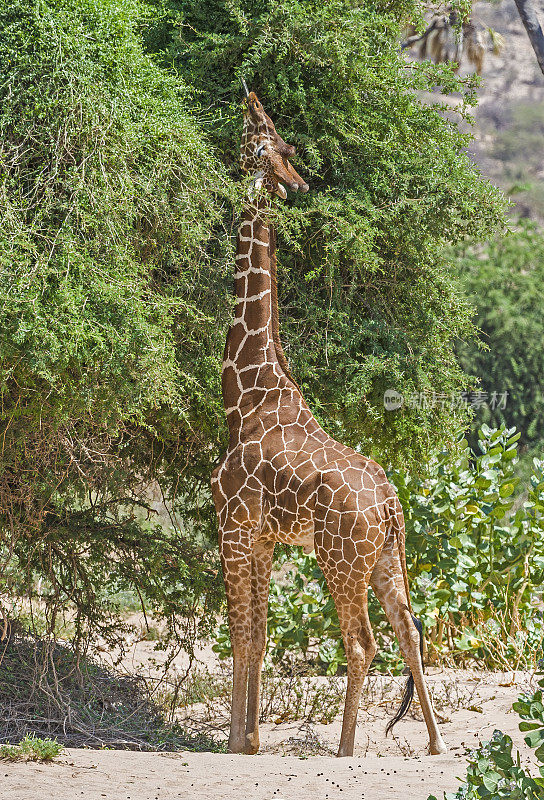 网状长颈鹿(Giraffa camelopardalis reticulata)，也被称为索马里长颈鹿。肯尼亚桑布鲁国家保护区。喂食。